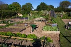 allotments-gardenjpeg